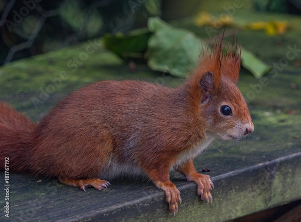 Obraz Red squirrels