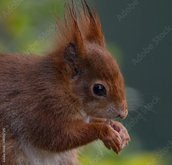 Obraz Red squirrels