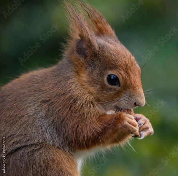 Obraz Red squirrels