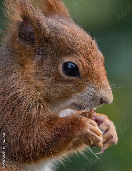 Obraz Red squirrels
