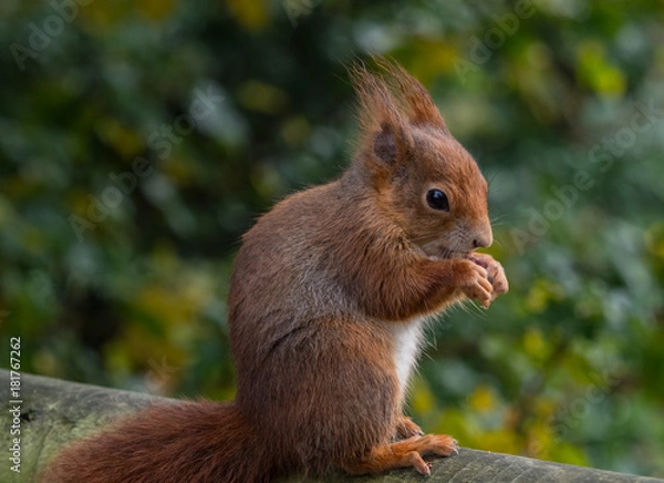 Obraz Red squirrels