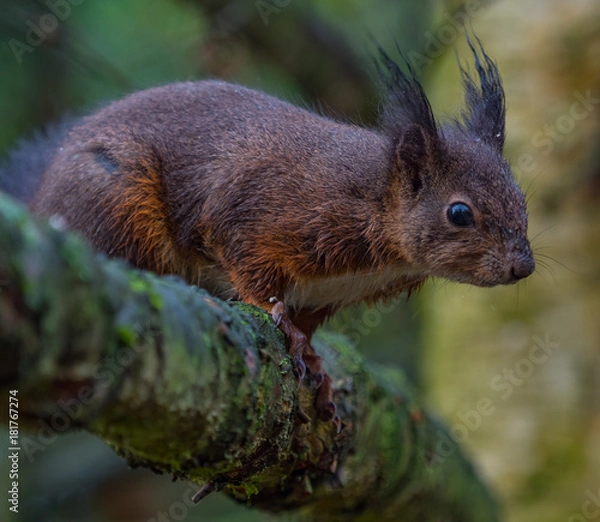 Obraz Red squirrel
