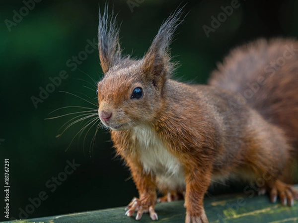 Obraz Red squirrels