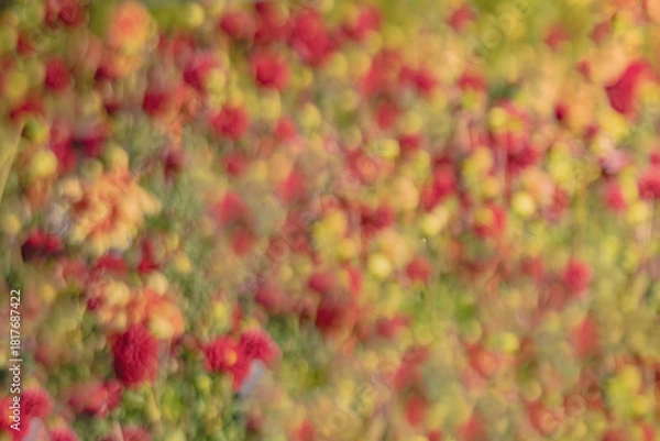 Obraz Blurred Background