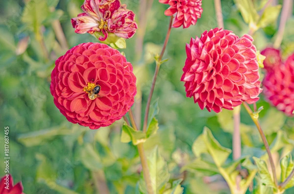 Obraz Red Dahlias