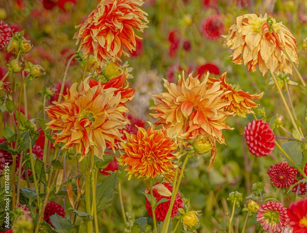 Obraz Multi Colour Dahlias