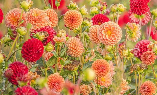 Obraz Orange Dahlias
