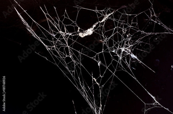 Obraz spider web on a dark background