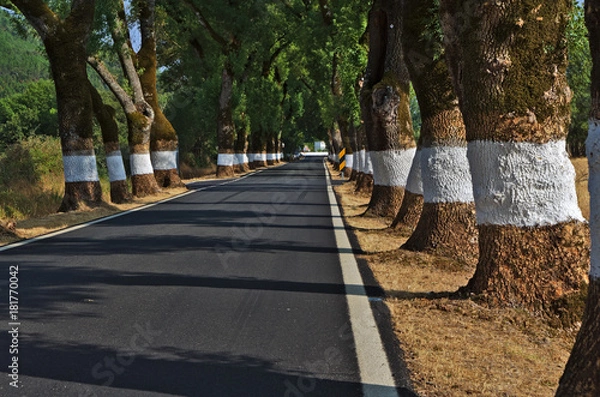 Fototapeta Tunnel of Trees in Castelo de Vide