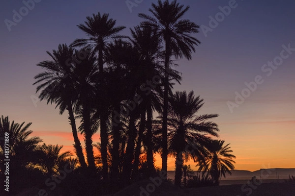 Obraz Palmier à l'heure bleue