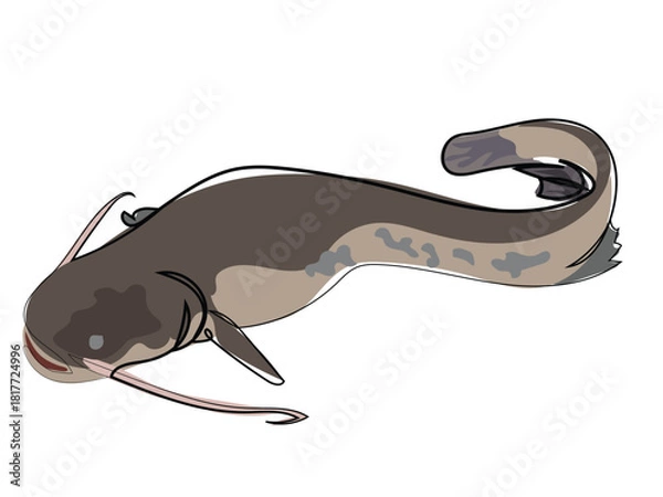 Obraz Catfish in continuous line drawing