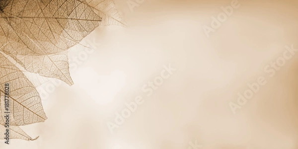 Fototapeta Skeleton leaves on blured background, close up