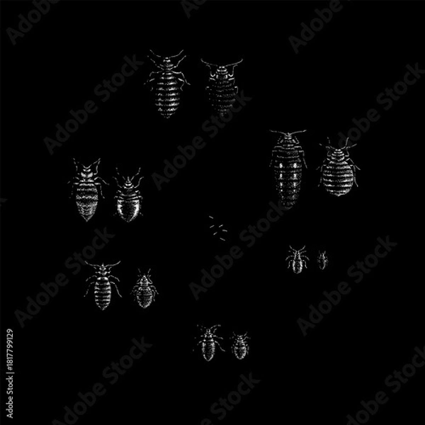 Fototapeta bed bugs in various life stages, including adults, nymphs, and eggs, arranged in a clean scientific-style composition.