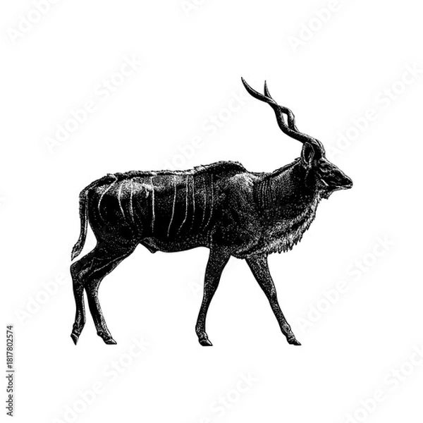 Fototapeta kudu, showcasing its elegant spiral horns, muscular body, and natural posture. The artwork features intricate shading and texture, highlighting the animal’s distinctive form.