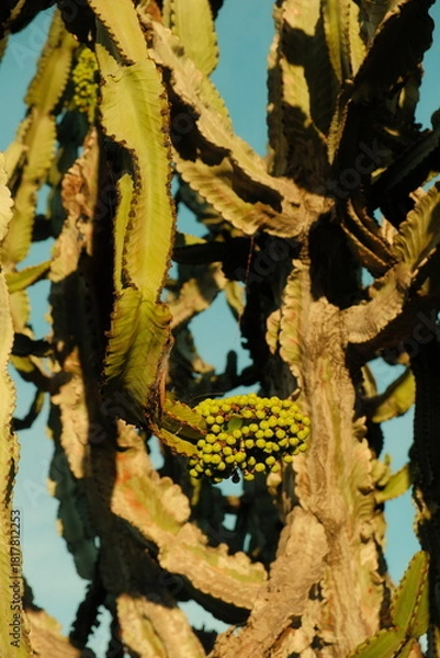 Fototapeta Giant tall cactus with small grape cluster growing on it in san diego california