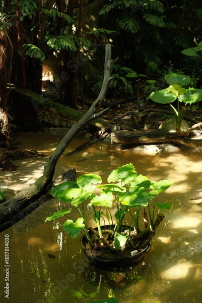 Fototapeta Aesthetic aquatic plants growing in little marsh in a leafy clearing with sunlight basked