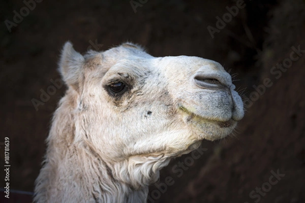 Obraz portrait de chameau