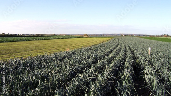 Obraz variations légumières