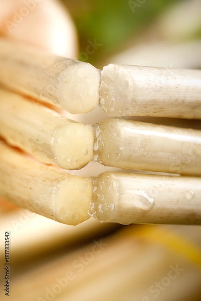 Obraz Fresh Lotus Root Vegetables Freshly Dug from Honghu Wetlands with Natural Hollow Chambers