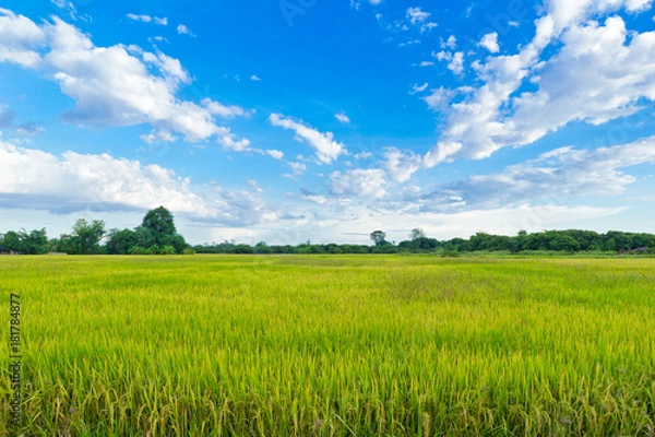 Obraz rice field with blue sky