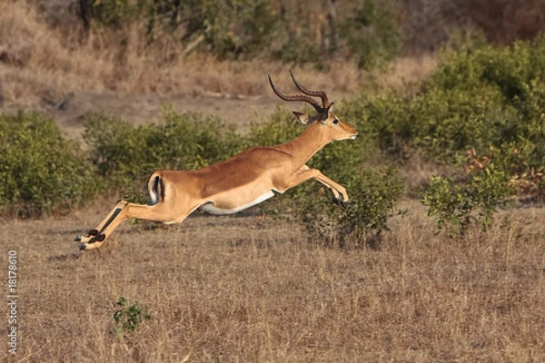 Fototapeta Impala Jump