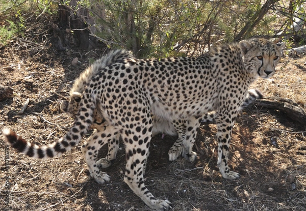 Obraz mating ritual with two cheetahs