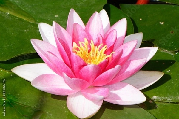 Fototapeta Discover luminous night blooming cereus flowers in full bloom, a captivating botanical display perfect for nature enthusiasts and floral designers