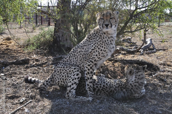 Obraz mating ritual with two cheetahs