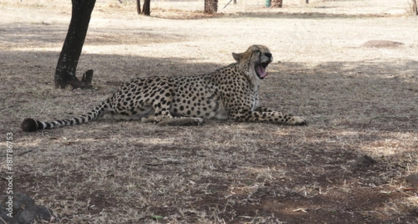 Obraz Cheetah yawning