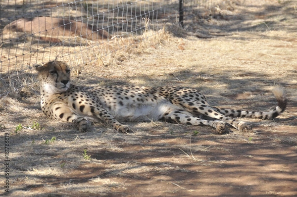 Obraz cheetah lying in the shade