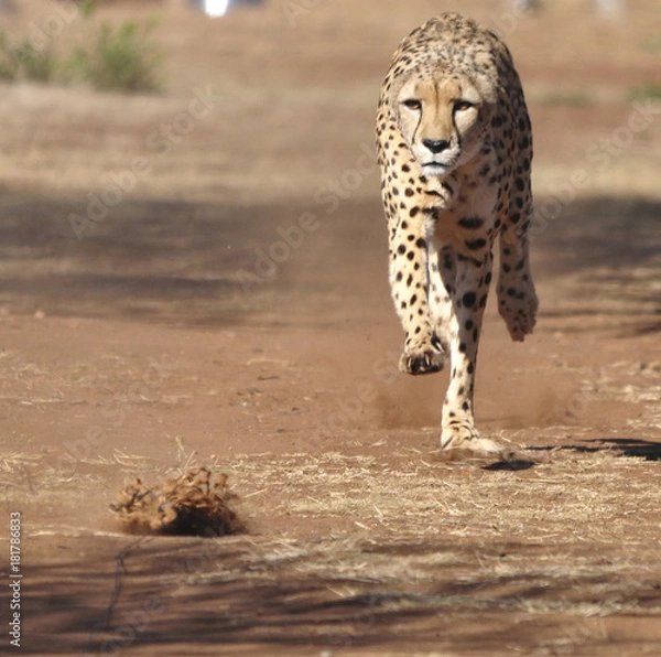 Obraz exercising and running a cheetah using a lure