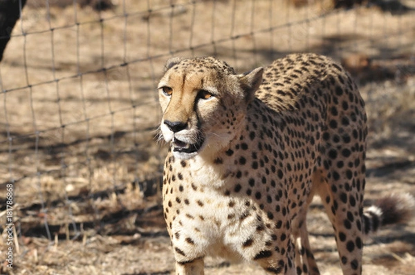 Obraz cheetah looking up after running