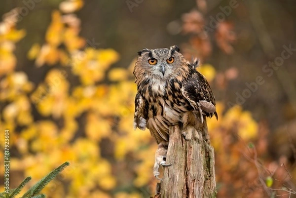 Obraz A beautiful eagle owl sits on a tree stump. Bubo bubo. Portrait of a large owl
