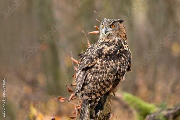 Obraz A beautiful eagle owl sits on a tree stump. Bubo bubo. Portrait of a large owl. 