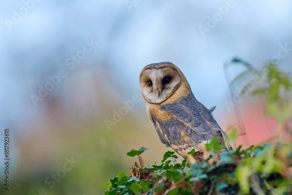 Obraz A sits on a wall covered in ivy. A beautiful barn owl in the nature habitat. Tyto alba