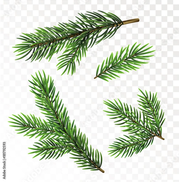 Obraz Gałęzie jodły na białym tle