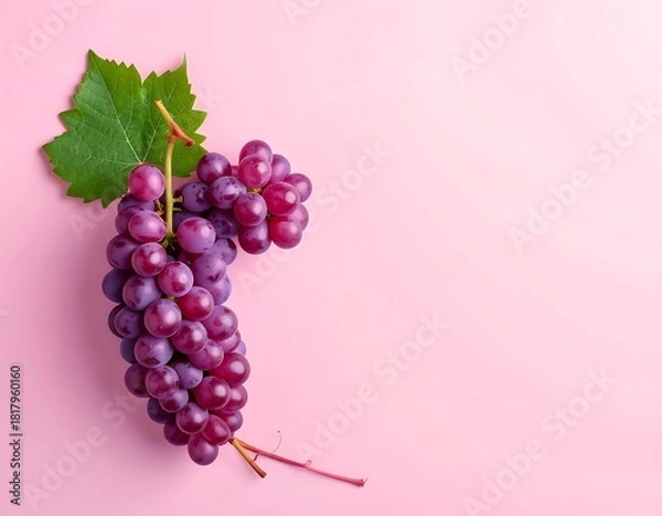 Fototapeta Bunch of ripe, purple grapes with a leaf on a vibrant pink background