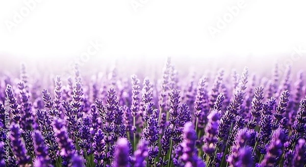 Fototapeta Lavender Field in Bloom with Soft Light purple flowers