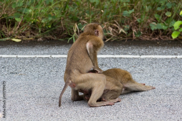 Obraz Monkeys in Forest.