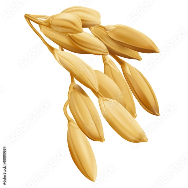 Fototapeta Ryż - Oryza
Ręcznie rysowana wektor ilustracja złotego żółtego ucha ryżowego na przezroczystym tle w bardzo szczegółowym realistycznym stile.