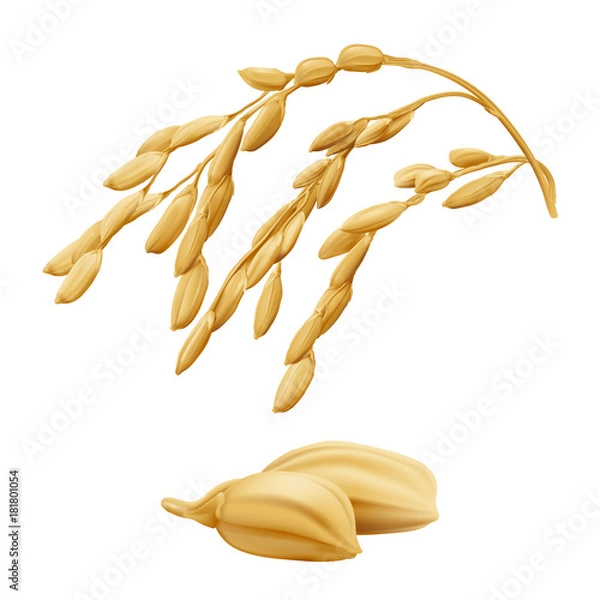 Fototapeta Rice - Oryza
Hand drawn vector illustration of golden yellow rice ear on transparent background in highly detailed realistic stile.