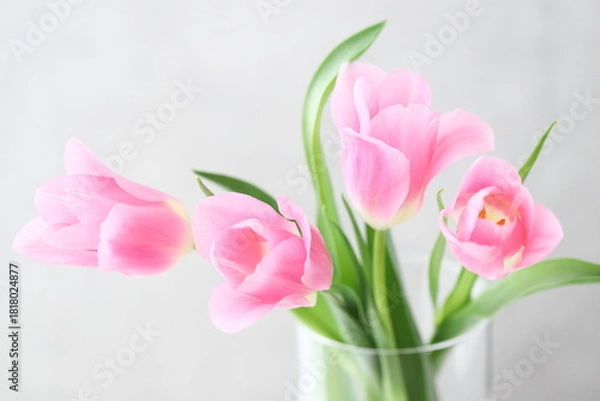 Fototapeta ピンクのチューリップ