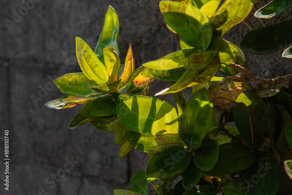 Obraz 太陽の日差しで透ける植物の葉