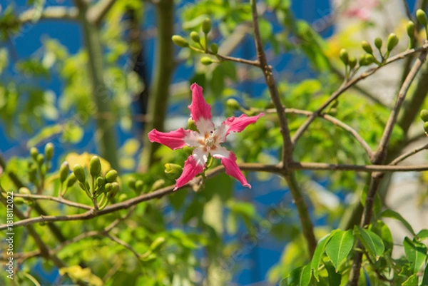 Obraz 真正面からのトックリキワタのピンク色の花