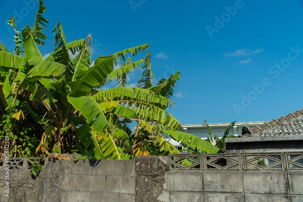 Obraz 快晴の空と沖縄のブロック塀やセメント瓦の屋根とバナナの木