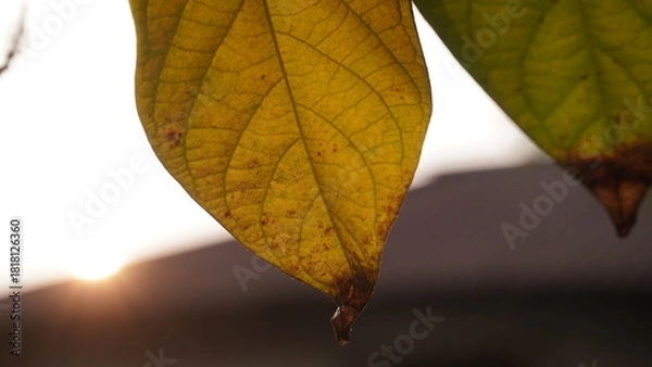 Obraz Rangoon creeper Tree leaves
