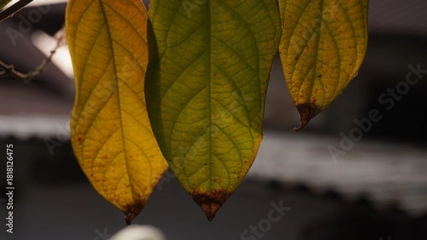 Obraz Leaves Rangoon creeper Tree leaves