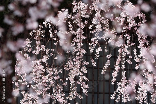 Obraz 長野県飯田市 麻績の里 舞台桜