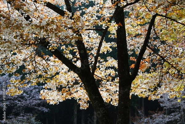 Obraz 逆光で撮影した満開の山桜