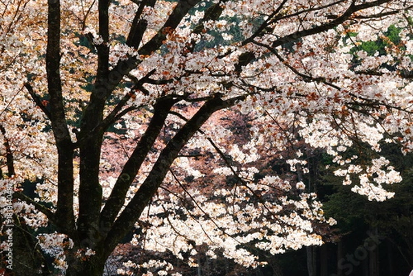 Obraz 逆光で撮影した満開の山桜